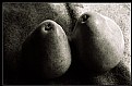 Picture Title - Green Pear Study