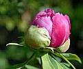 Picture Title - The Peony Bud