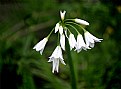 Picture Title - Wild Onion