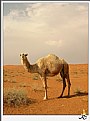 Picture Title - Camel