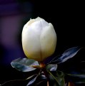 Picture Title - Magnolia Bud