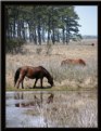 Picture Title - Assateaque ponies