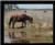 Assateaque pony