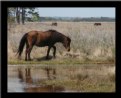 Picture Title - Assateaque pony