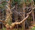 Picture Title - balding,warty ,well loved tree.sweetchestnut.