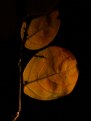 Picture Title - Autumn in Banyule #11