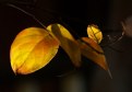 Picture Title - Autumn in Banyule #12