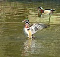 Picture Title - Dancing Wood Duck