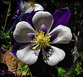Picture Title - WFF Blue Columbine