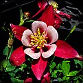 Picture Title - WFF Red Columbine - 2006