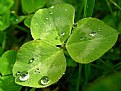 Picture Title - greeeen clover