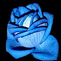 Picture Title - Blue rose