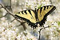 Picture Title - butterfly and flowers
