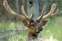 Picture Title - Elk, Alberta.