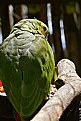 Picture Title - Parrot again