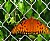 Butterfly on a chain link  fence