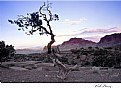 Picture Title - lone tree sunset