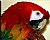 Blushing Macaw