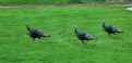 Picture Title - turkeys at park