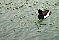 Picture Title - Duck