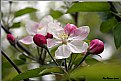 Picture Title - Apple Flowers