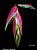 Heliconia