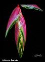 Picture Title - Heliconia