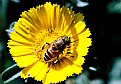 Picture Title - bee & flower 3