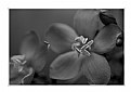 Picture Title - flower in black and white