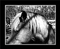 Picture Title - Horse & landscape