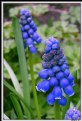 Picture Title - Muscari