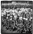 Picture Title - Tulips