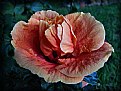 Picture Title - Double Hibiscus