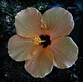 Picture Title - Orange Hibiscus