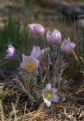 Picture Title - first flowers of spring