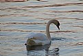 Picture Title - swan, sunset