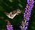 Ann;s Hummingbird " Queenie II "