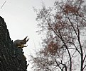 Picture Title - squirrel