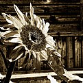 Picture Title - White sun