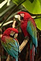 Picture Title - Colorful couple 2