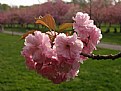 Picture Title - Cherry Blossom  #2