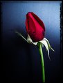 Picture Title - the rose