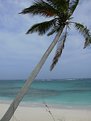 Picture Title - bahamian palm