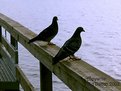 Picture Title - Pigeons at White Rock