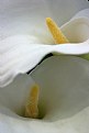 Picture Title - calla