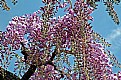 Picture Title - Wisteria - In bloom!