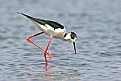 Picture Title - Black-winged Stilt