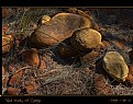 Picture Title - Red rocks of Coega