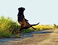 Picture Title - Crazy Dog