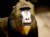 Portrait of a Mandrill